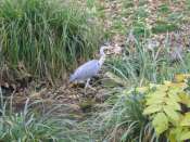 Hebergement gratuit d image et photo
