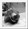 Cliquez pour afficher l'image en taille r�elle