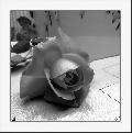 Cliquez pour afficher l'image en taille r�elle