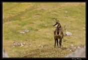 20081110-_chamois1