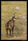 20081110-_chamois2