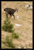 20081110-_chamois3