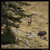 20081110-_chamois4