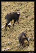 20081110-_chamois5