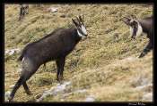 20081110-_chamois6