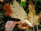 Automne