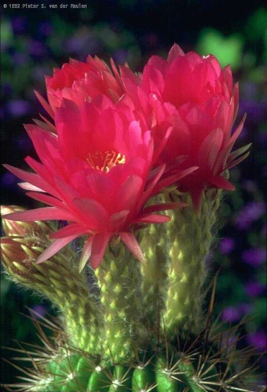 Image h�berg�e par Casimages.com : votre h�bergeur d images simple et gratuit