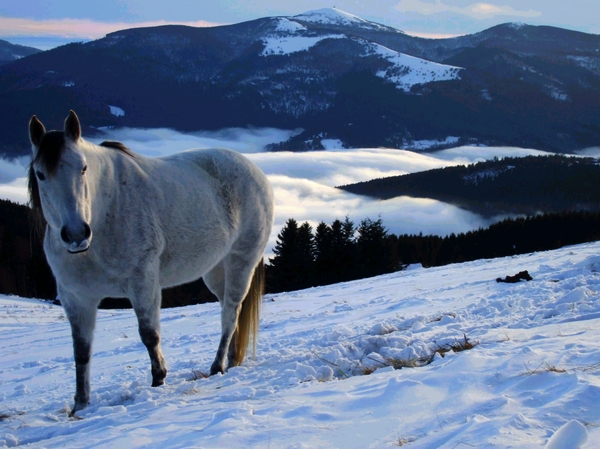 ski de randonn�e dans les Vosges, au Petit Ballon