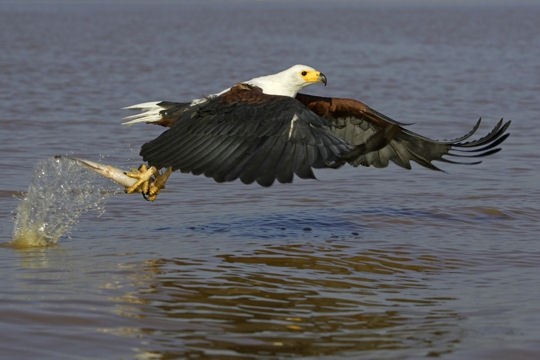 quels sont les animaux piscivores