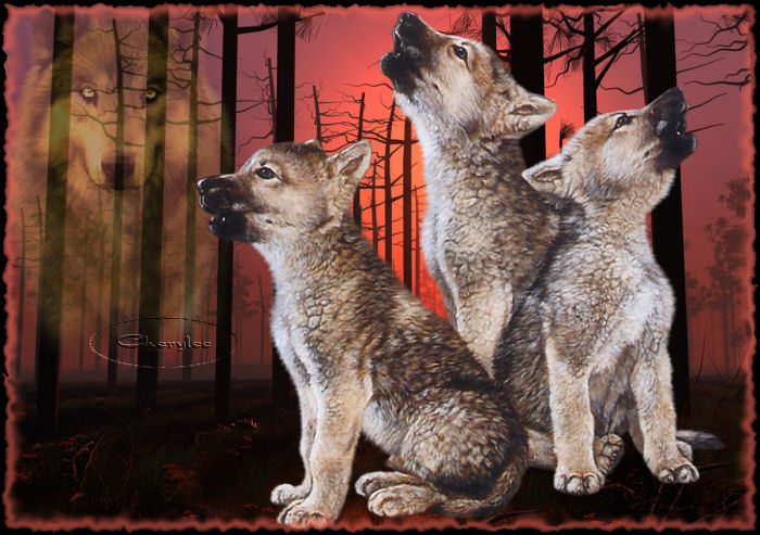 Image hébergée par Casimages.com : votre hébergeur d images simple et gratuit