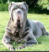 Cliquez pour afficher l'image en taille r�elle