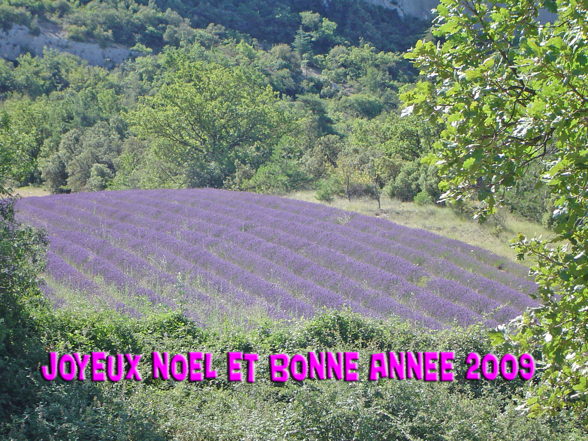 voir l'image en taille réelle