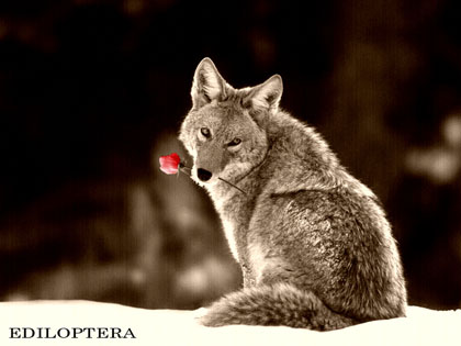 Image hébergée par Casimages.com : votre hébergeur d images simple et gratuit