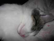 Hebergement gratuit d image et photo