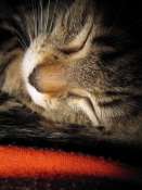 Hebergement gratuit d image et photo