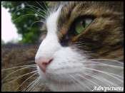 nicky