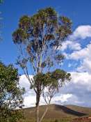 ambato5