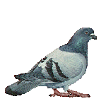 hebergeur image