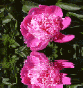 Hebergement gratuit d image et photo
