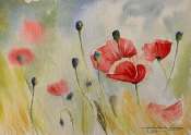 coquelicots