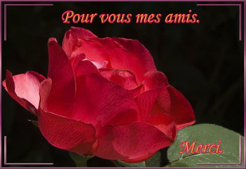 voir l'image en taille réelle