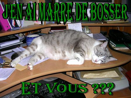 voir l'image en taille réelle