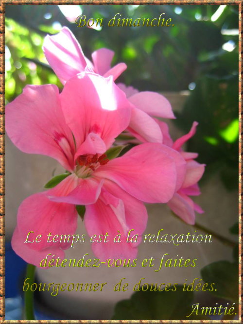 voir l'image en taille réelle