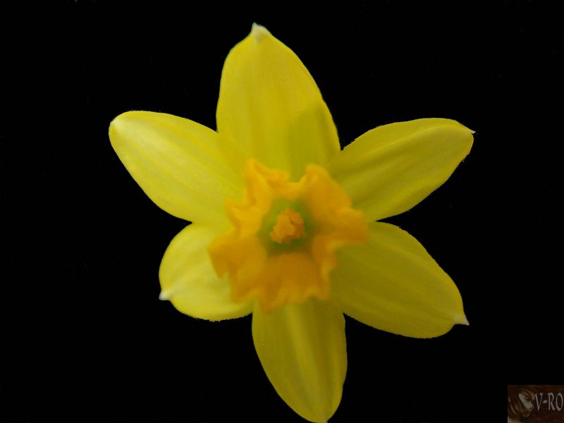 090316105011133813327571 dans ✿Fleurs modifiées