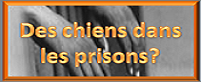 voir l'image en taille réelle