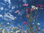 Fleurs_des_Champs