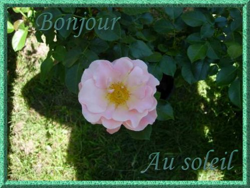 voir l'image en taille réelle