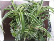 plante
