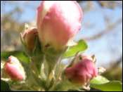 Printemps
