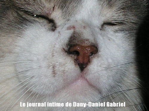 chat tiloup