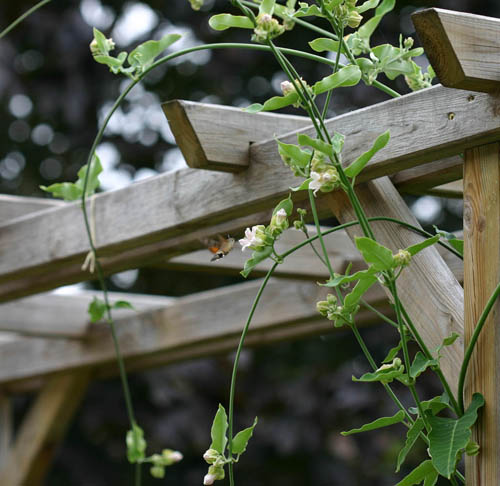 allostreaming film porno