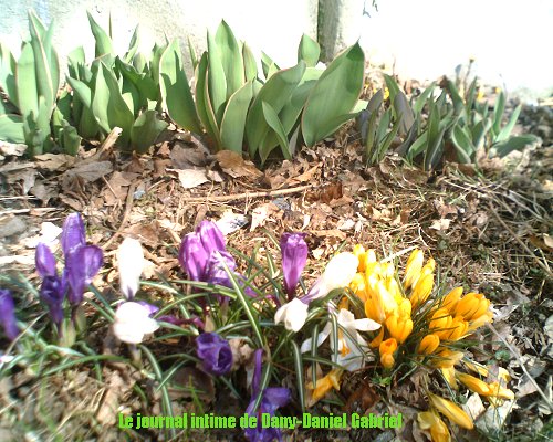 blogue sherbrooke fleurs