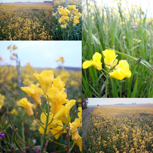 Image hébergée par Casimages.com : votre hébergeur d images simple et gratuit