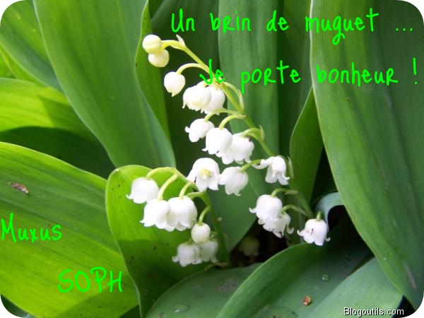 voir l'image en taille réelle