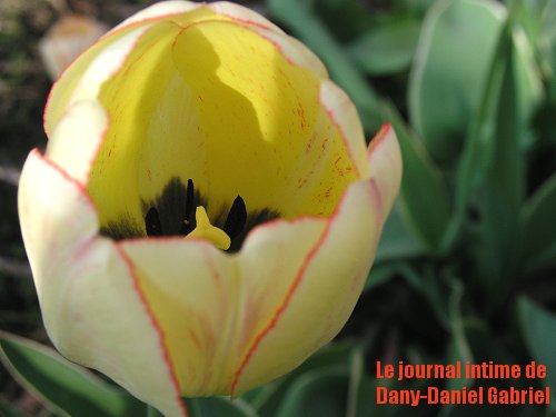 tulipe jaune