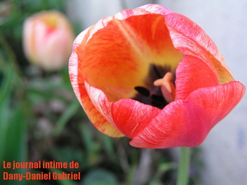 tulipe rouge