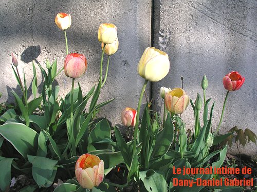 tulipes