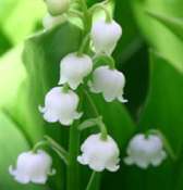 muguet