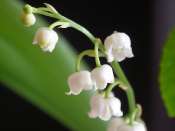 fleurs