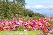 champ-en-fleur-douce-france