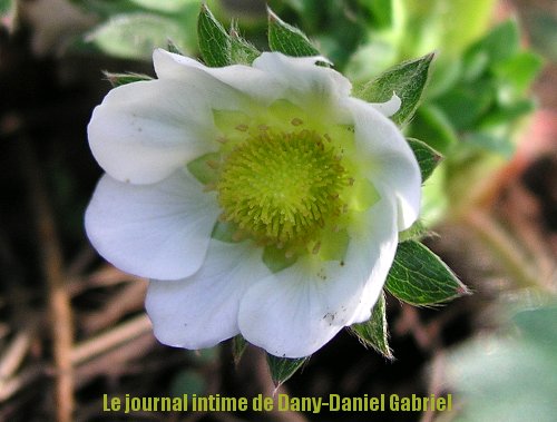 fleur de fraise