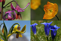 Flore des Pyr�n�es