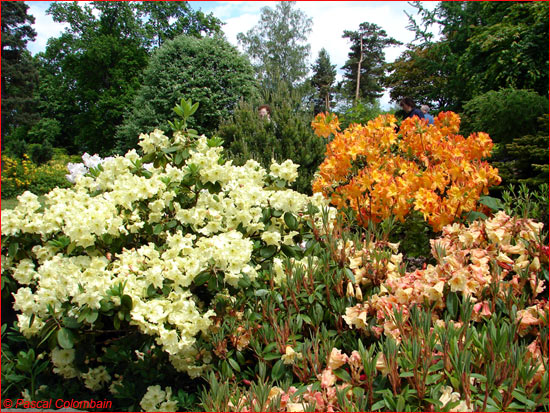 Jardins de Callunes