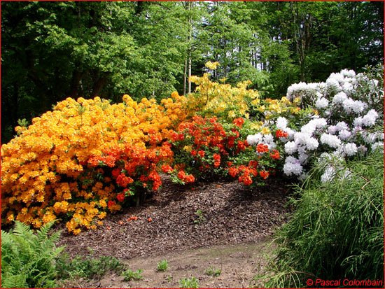 Jardins de Callunes