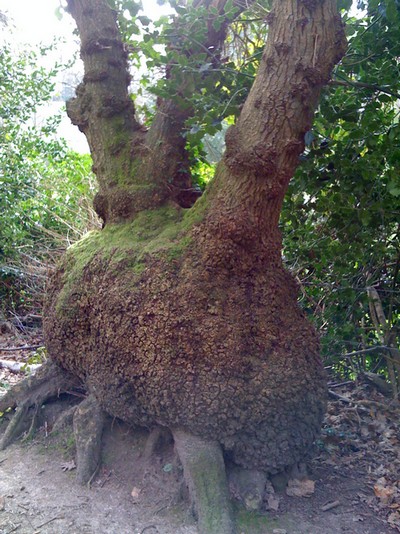 Photo perso: bizarrerie de la nature