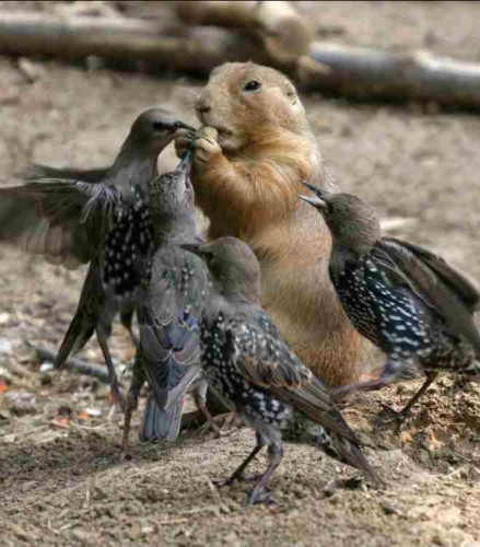 écureuil-oiseaux